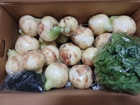 大好評，地層が違う淡路島、訳訳あり新玉ねぎスーパーアップ６キロ(風袋込み)