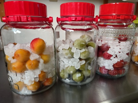 収穫当日に発送！青梅の代表格「白加賀」5kg