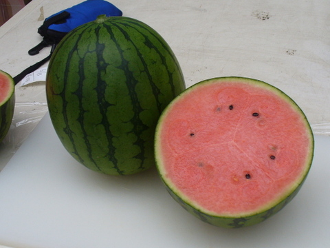 今年の夏も【かねこ農園】のスイカとミニトマトが食べたーい！！　北海道産【小玉スイカ】「ピノガール」1玉+有機ミニトマト「ほれまる」500ｇ×2パックセット！