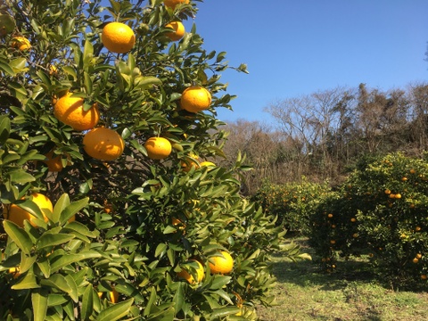 【食べ比べ】柑橘本来の美味しさを実感！広島県佐木島のジャム3本【農薬・除草剤不使用、無添加】