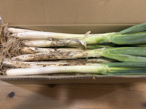 【野菜の福袋】【4本増量❗️❗️】⭕️至福の極甘ネギ❗️❗️✨太いL／2Lサイズ混合☆24本 ✨信州産✨【特別栽培】✨【無消毒栽培】