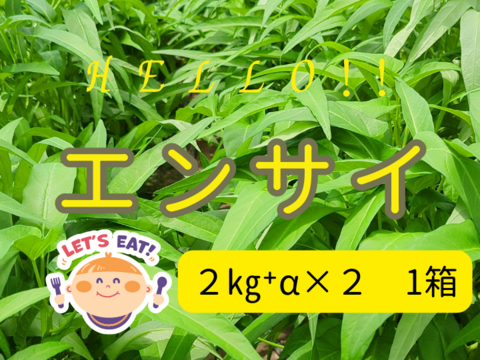 シャキシャキ！暑い夏でも食べたくなるエンサイ(４kg）