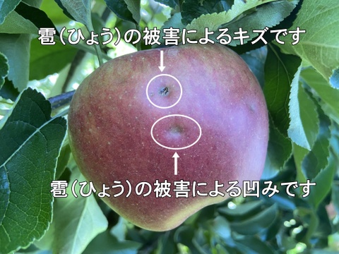 【家庭用】パリッとりんご！秋映 約5kg 信州りんご