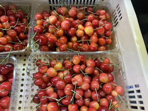 さくらんぼ品種おまかせ『訳あり品』500g