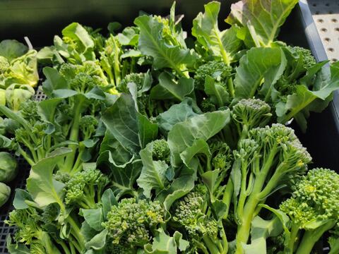 ✨農薬・化成肥料不使用の新鮮スティックセニョール（茎ブロッコリー）約1.3kg✨😊