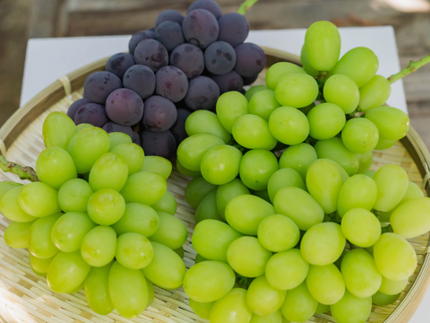 お盆シーズンにお届け可能　シャインマスカット入り　『岡山県産ぶどう』　おまかせ3種食べ比べセット　1.5キロ以上