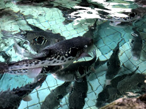 【敬老の日ギフト】とらふぐの刺身＆切り身セット！(2人前)