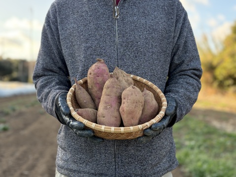 高系14号｜ホクホク栗のような上品な甘さ 島育ちの熟成さつまいも 五島産 ２kg