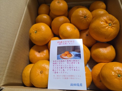 樹上完熟阿波のかがやき　(西南のひかり）2ケース同梱販売開始‼