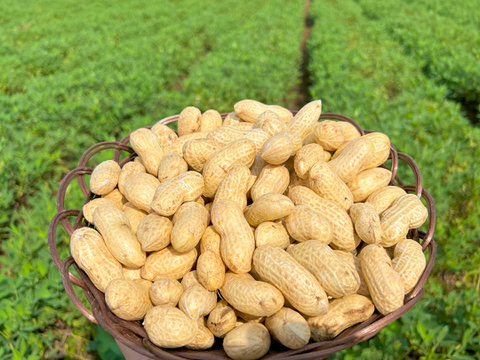 【初出荷】令和６年”茹でらっか”専用落花生「おおまさり1kg」