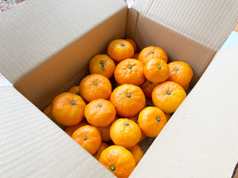 おっきくっても甘くて濃厚青島みかん５ｋｇ　訳あり品