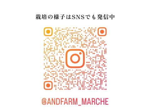 【7月上旬お届け】桃好き必見！桃のリレーが楽しめる！季節の【桃】おうち用（もも）お試しセット 約2kg 約5~6玉