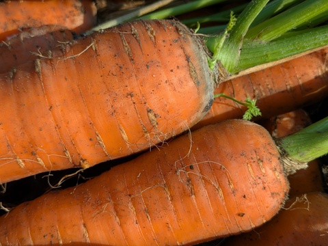 博多の夏ニンジン  2kg