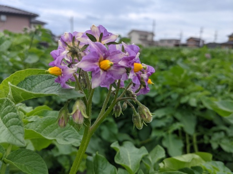 春の掘りたて!田んぼのメークイン(3kg)/静岡県産農薬不使用