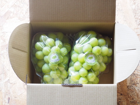 太陽の光をたっぷり浴びた！岡山県産『ゴールデンシャインマスカット』1.2kg