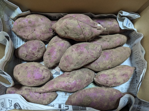 【栽培期間中　農薬不使用】インスタ映えNo.1！紫いも（パープルスイートロード）　2kg