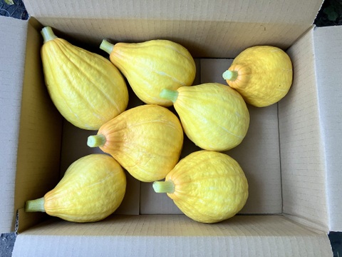 【鹿児島産】甘塩コリンキー箱込み4キロ^_^