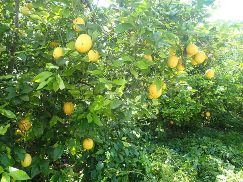 【農薬不使用】訳あり　レモン5kg　和歌山県産　【寒波被害果】