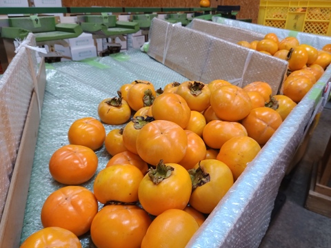 会津みしらず柿（種なし）　約2.5kg　５Ｌサイズ8玉