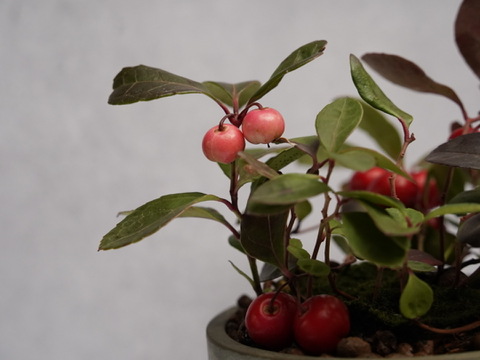 ミニ盆栽【チェッカーベリー × グレー陶器】高さ約17cm×横約19cm【夜市限定】