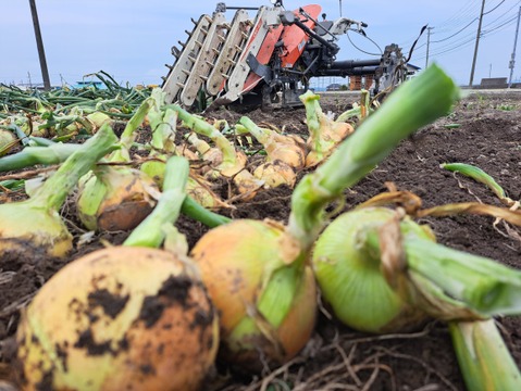 【染物用玉ねぎの皮同封】淡路島玉ねぎ5kg【野菜ソムリエサミット金賞🏆】