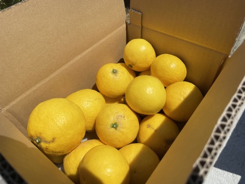 【初回限定BOX】旬の柑橘二品種食べ比べ