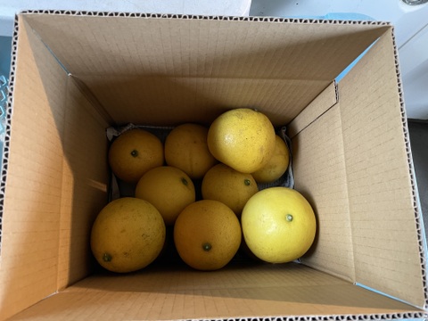 ピールも作れる！スッキリ爽やか文旦（4kg）