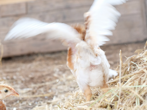 【平飼い 有精卵】自然養鶏「子持生命卵 kinari」10個入パック×２