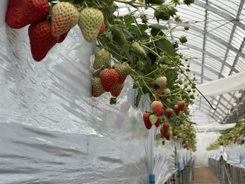 三重県オリジナル品種【うた乃】と章姫、紅ほっぺ、よつぼし、かおり野5品種の食べ比べスペシャルセット1箱1.0kg~1.3kg