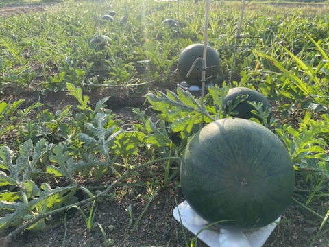 農薬・化学肥料栽培中不使用！黒小玉スイカ（固定種）