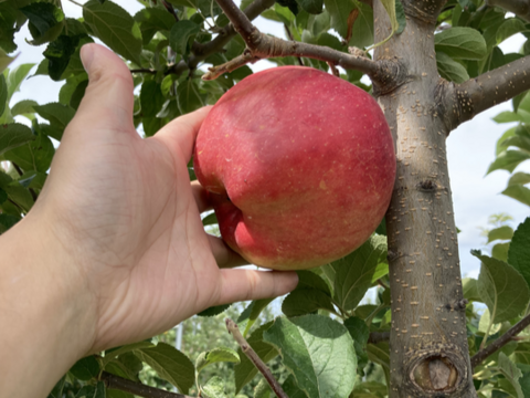【9月下旬ころ収穫】華宝（かほう） 食べごたえ抜群！注目の早生りんご 家庭用 2.5kg (6〜13個)