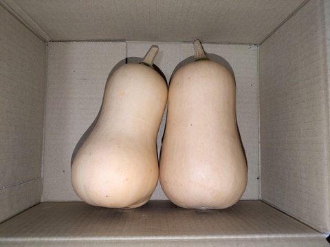 【お試し】まろやか風味の福岡産バターナッツカボチャ　2個から3個入り　1.5kg