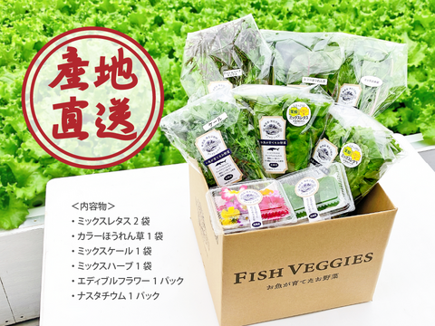 【お試し】新鮮！採れたて！フィッシュベジ6品スターターセット　化学肥料/農薬不使用だから安心して食べられる【FISH VEGGIES】