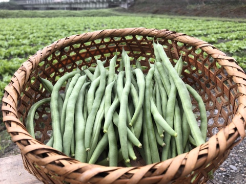 【全国一律送料360円】袖ヶ浦産ハウスいんげん