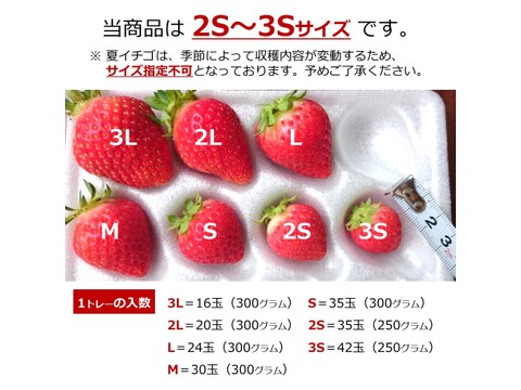 生食できる夏イチゴ 6月～11月発送 秋田県産 なつあかり 夏のしずく ご自宅用 ケーキやスイーツに 小粒サイズ  2トレー 500g