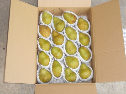 ラフランスの次は山形生まれの期待の西洋梨（シルバーベル）5㌔