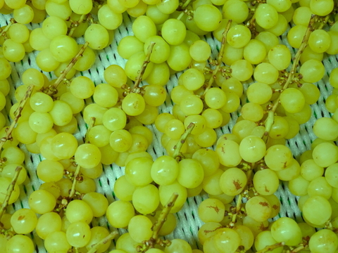 ［訳あり＆加工向け］2023/10/24収穫分・行き先を失ってしまうシャインマスカット（計２ｋｇ以上）＊常温発送