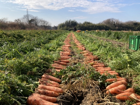 甘み旨みたっぷり！栄養価コンテスト受賞！掘りたて人参5kg 化学合成農薬・化学肥料・除草剤不使用！子どももパクパク