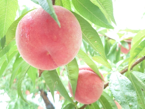 小さめだからたっぷりと！「なつおとめ」 約3kg【クール便】