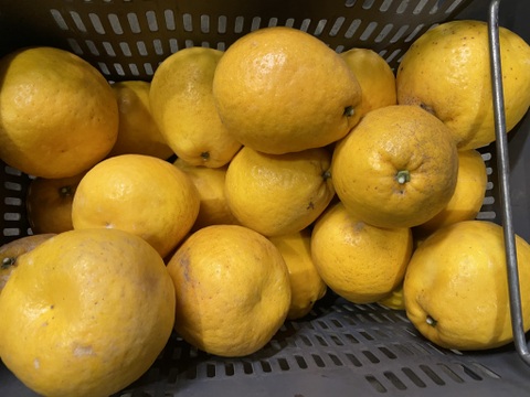 【おおだま】さわやかな酸味と甘み！暑い季節は宇和ゴールド（河内晩柑）（８ｋｇ）想像よりもデカいです。