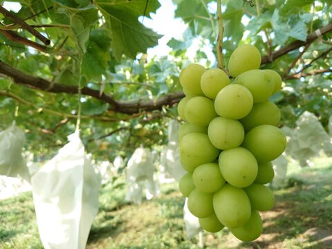 秋の味覚詰め合わせ【果実の宝箱】りんご・洋ナシ・和梨・ぶどう2.5kg～3㎏