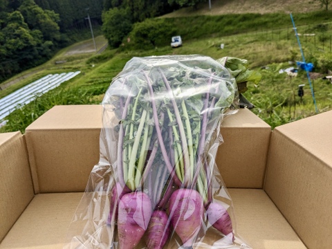 食卓に彩りを！ホテルで使われている赤芯大根（もみじスティック）