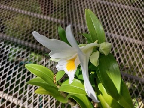 【蘭の福箱❁⃘*.ﾟ】夏の蘭 フォーミディブルの鉢花＆切り花