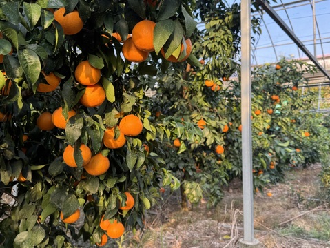 【ぷるん、とろり】完熟ハウス 福まどんな《ご家庭用 2kg》｜サイズ混合｜愛媛・西宇和産