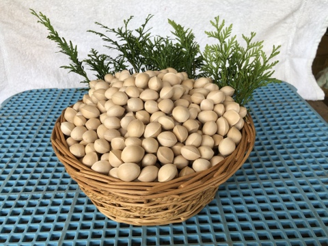 【秋の味覚】銀杏小玉(殻付ぎんなん)です。レンジでチンして美味しく食べられます。2キロ入り
