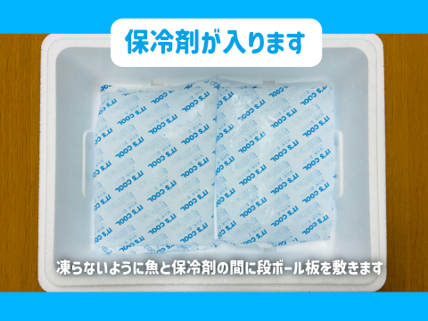 旬真っ盛り！マアジ３ｋｇボックス100~200g/尾【５月～期間限定・水揚げ無くなり次第終了】※下処理なし≪発泡スチロール箱≫