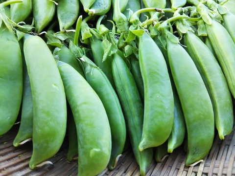 食べ比べ！フルーツスナップえんどう4種セット！！　お好みのスナップえんどうをお探しください♪（300g×4種）