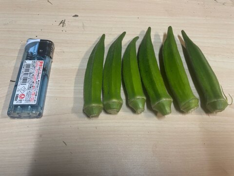 標準サイズのオクラ約1.0kg(10cm前後・約110本)