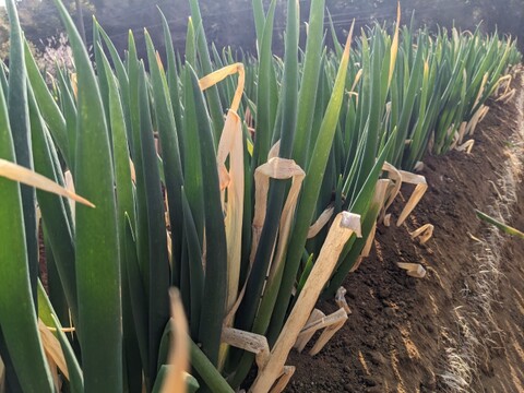 【最高糖度15度超え】日テレ出演で話題💡400年の土壌にギリギリまで眠らせた泥パックネギ【お得な大容量パッケージ約１キロ】