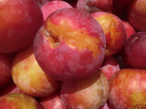 訳ありB品すもも　自然栽培すもも